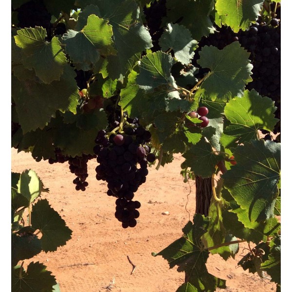 Banatski Muscat 1 Field