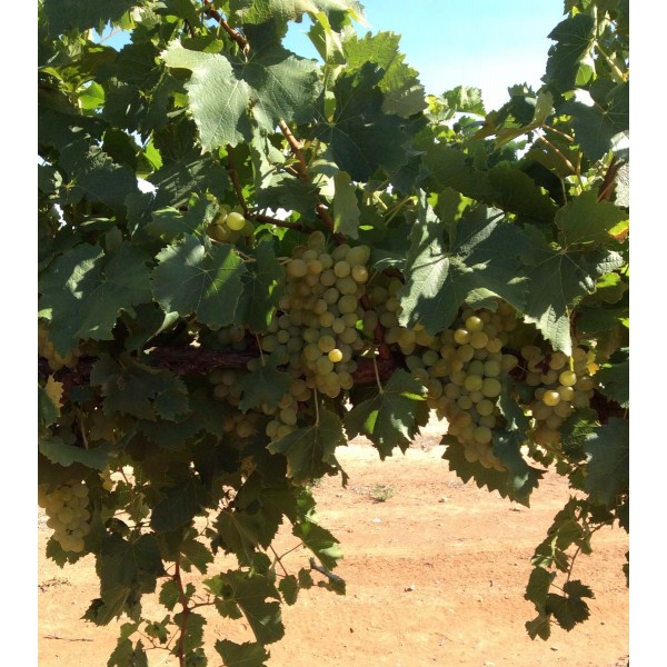 Arkansas 1105 1 Field