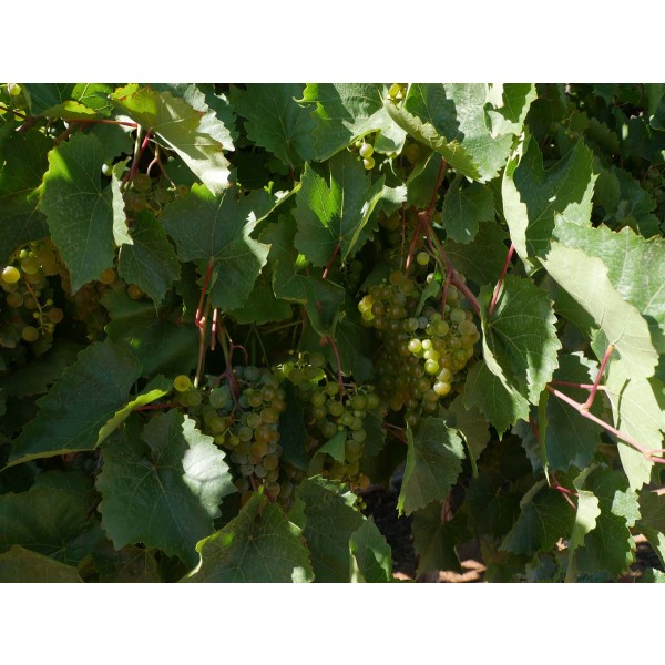 10868 Seibel Field 1 v2