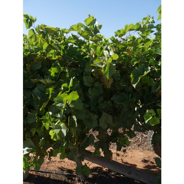 10868 Seibel Field 2 v2