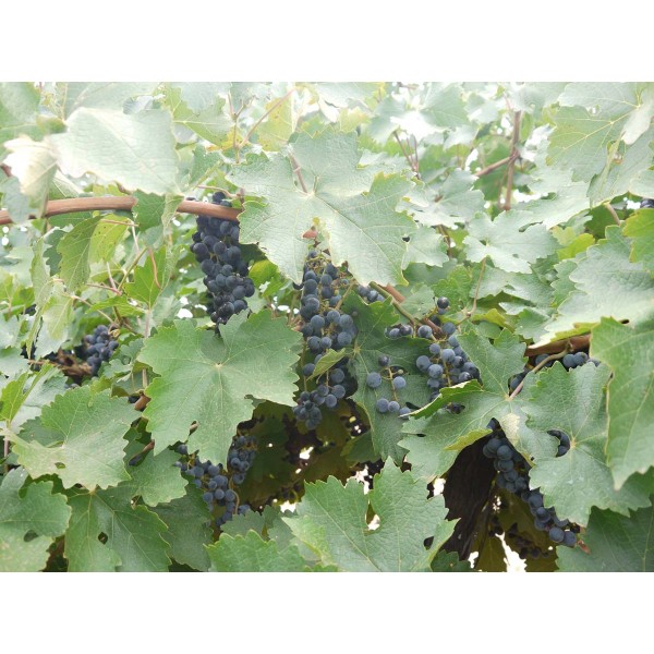 Cabernet Sauvignon 1 Field