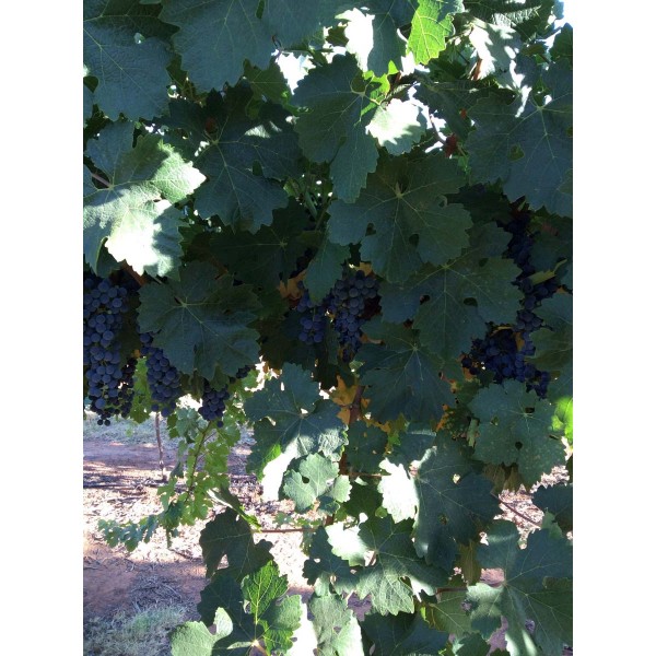 Cabernet Sauvignon 2 Field