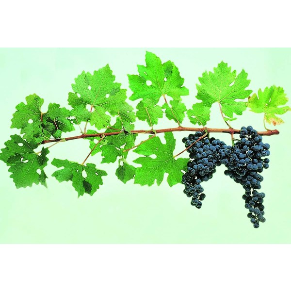 Cabernet Sauvignon Studio