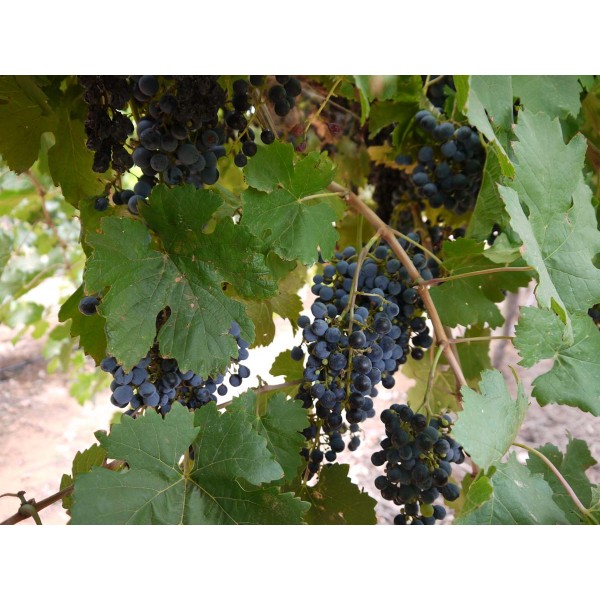 Cabernet Franc 1 Field