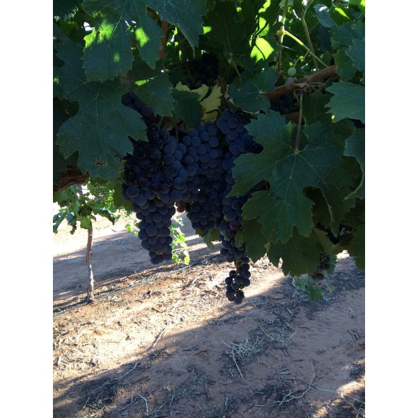 Cabernet Franc 2 Field