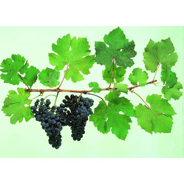 Cabernet Franc Studio