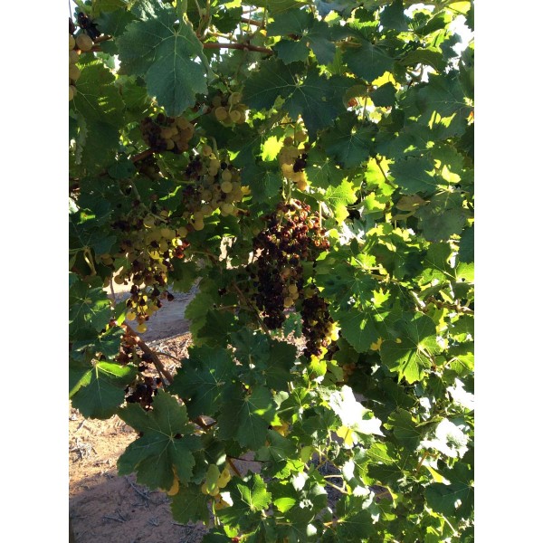 Beogradska Rana 1 Field