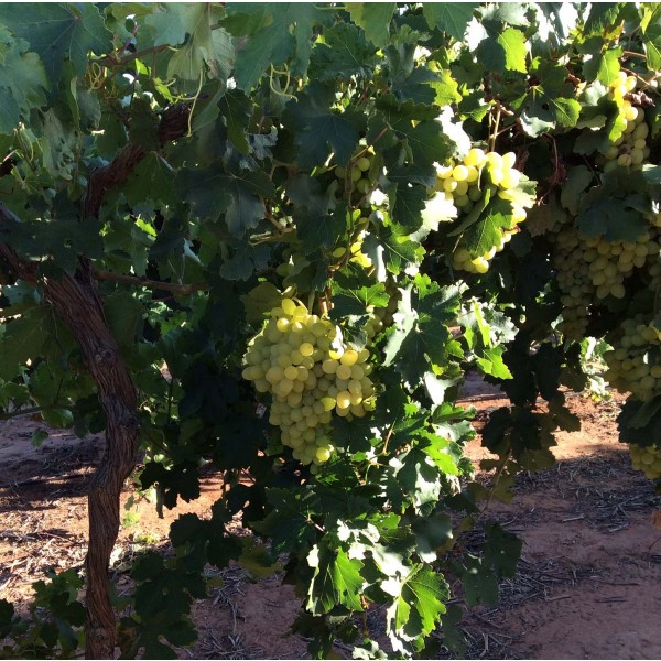 Beogradska Besemena 1 Field