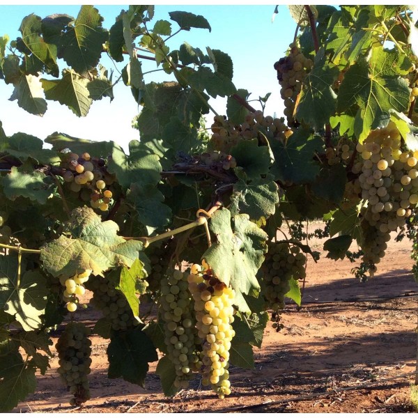 Cayuga White 1 Field