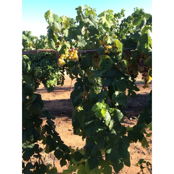 Canada Muscat 1 Field