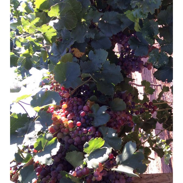 Criolla San Juanina 1 Field