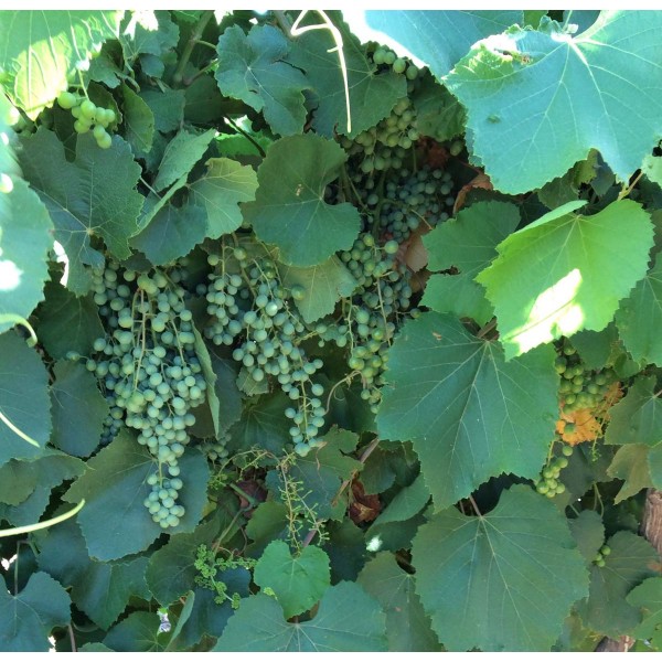 Criolla Negra 1 Field Prior to veraison