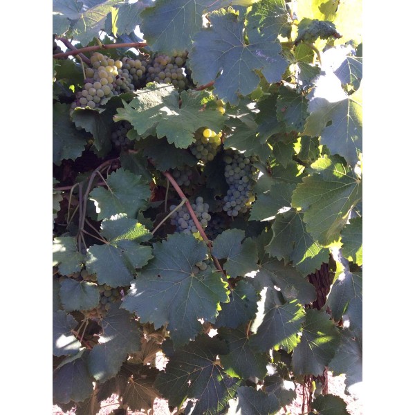 Chenin Blanc 2 Field