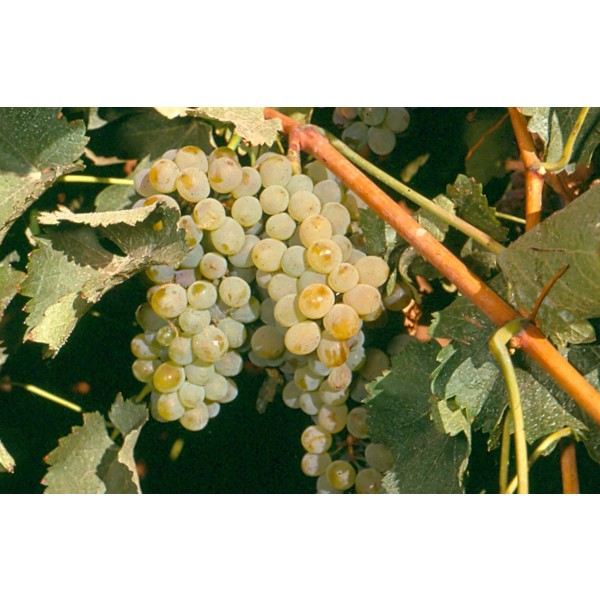 Chenin Blanc Studio Field