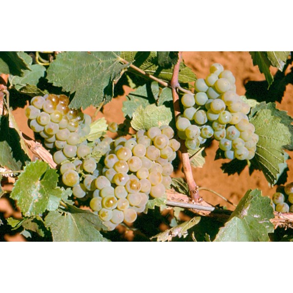 Chardonnay Studio Field