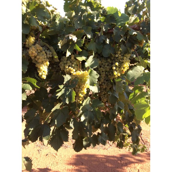 Fernao Pires 1 Field