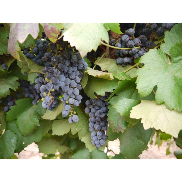 Etraire de la Dui 1 Field