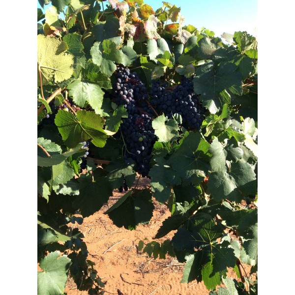 Etraire de la Dui 2 Field