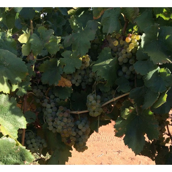 Gutadel X Sylvaner 1 Field