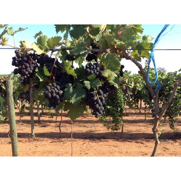 Grosse Blaue 1 Field