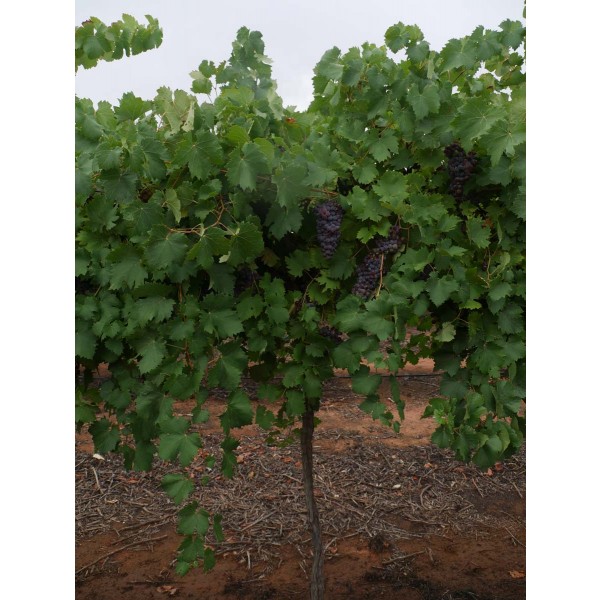 Grey Riesling Field 2