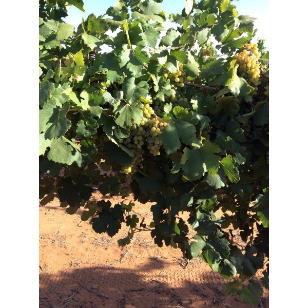 Green Veltliner 1 Field