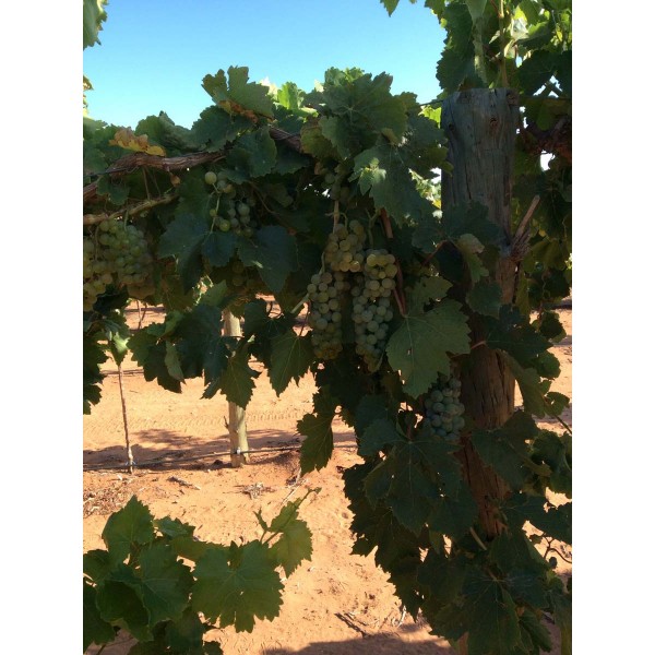 Malvasia Istriana 1 Field