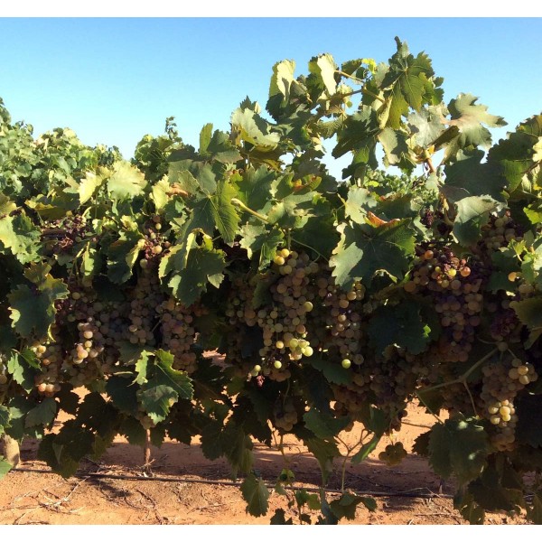 Lignan Blanc 1 Field