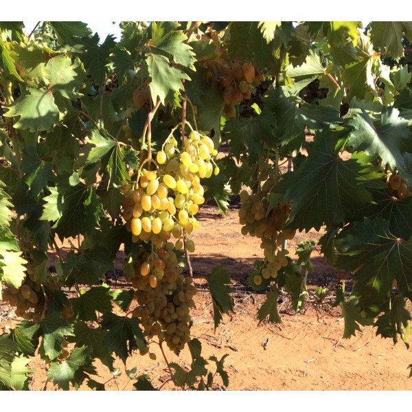 Lady Patricia 1 Field