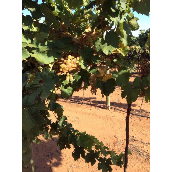 Gyongyrizling 1 Field