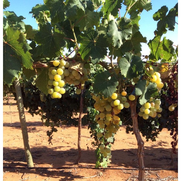 Muscat Gordo Blanco 1 Field