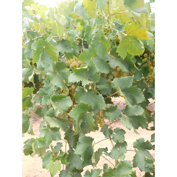 Muscat Gordo Blanco 2 Field