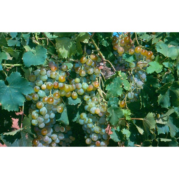 Muscat Gordo Blanco Studio Field