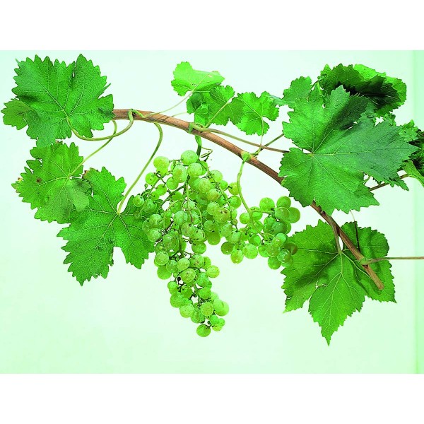 Muscat Gordo Blanco Studio