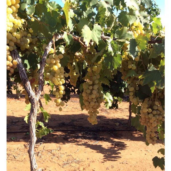 Muscat de St Vallier 1 Field