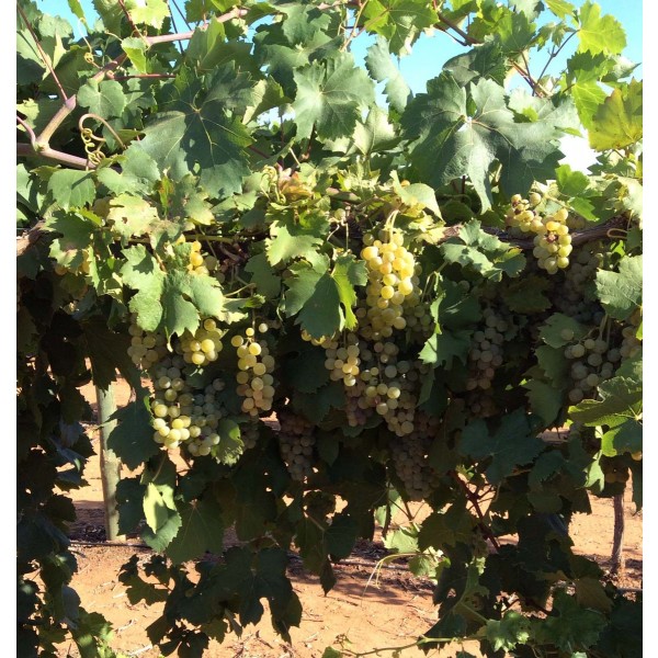 Muller Thurgau 1 Field