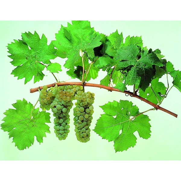 MullerThurgau Studio