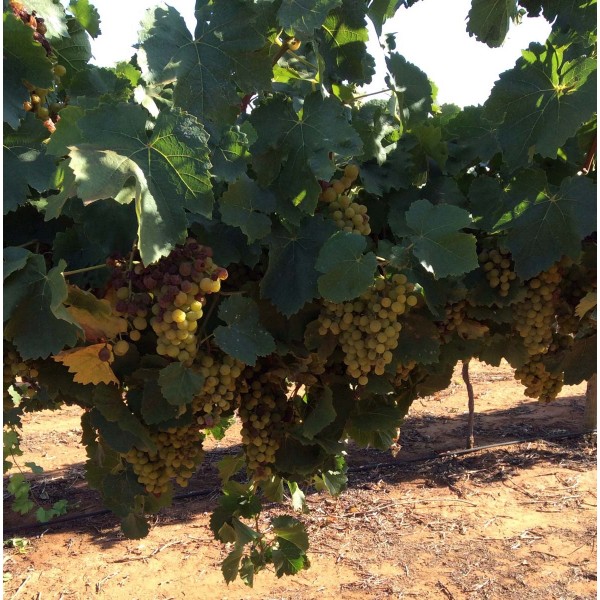 Morio Muskat 1 Field