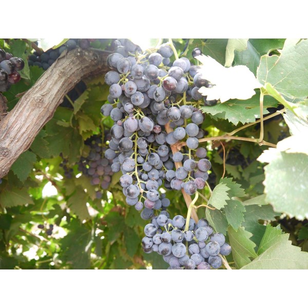 Montepulciano 1 Field