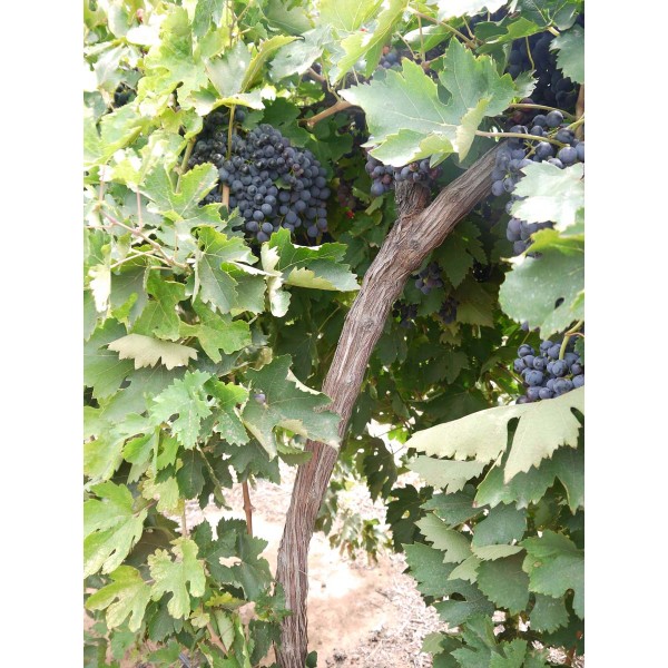 Montepulciano 2 Field