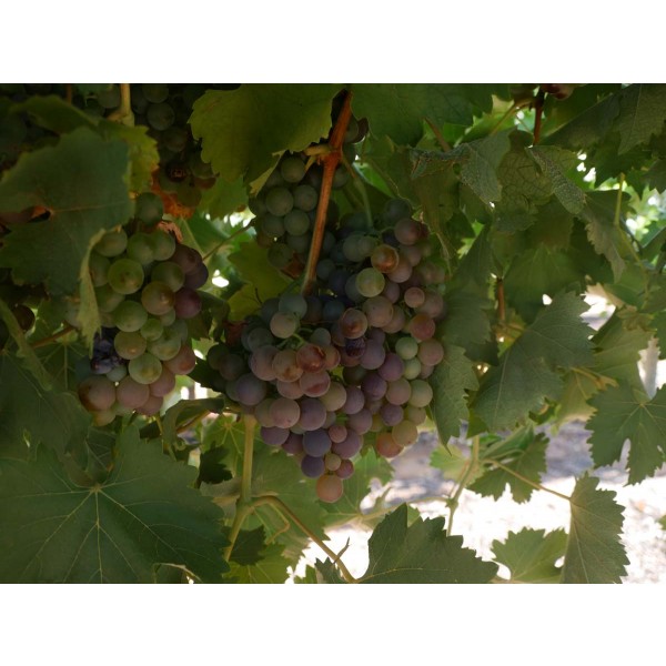 Mavro Romeico Field 1