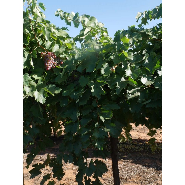 Mavro Romeico Field 2