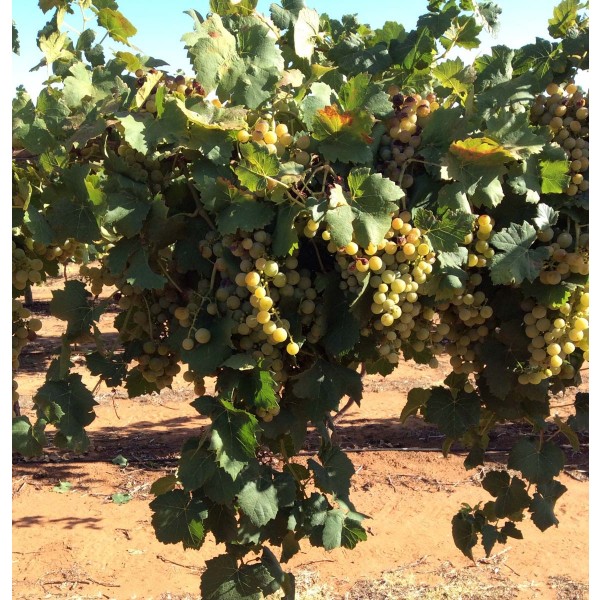 Orange Muscat 1 Field