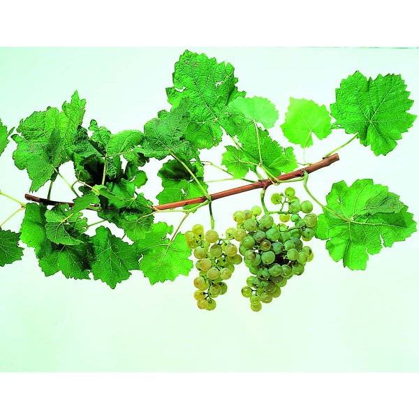 Orange Muscat Studio