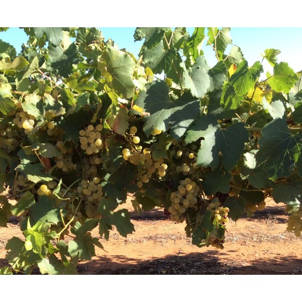 Muscat Ottonel 1 Field