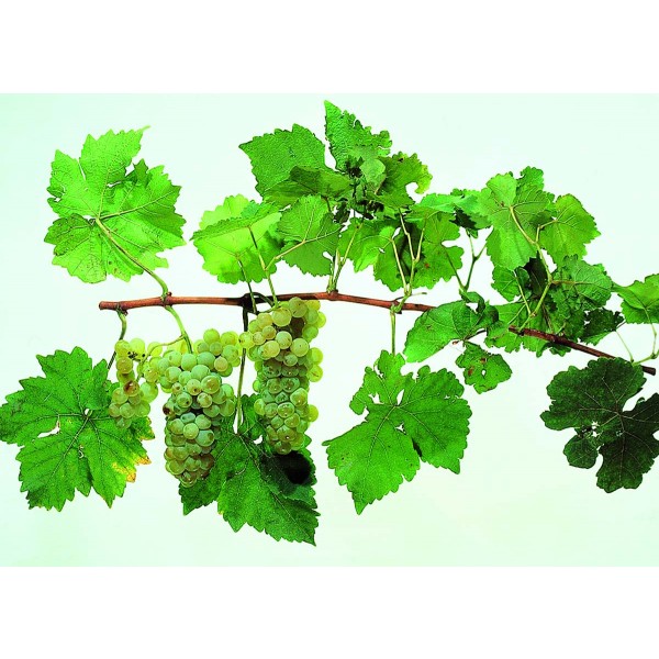 Muscat Ottonel Studio