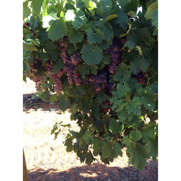 Muscat Hamburg 1 Field