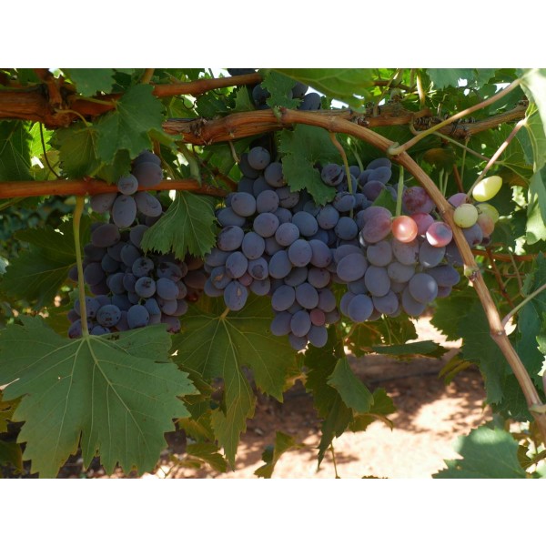 Purple Cornichon Field 1