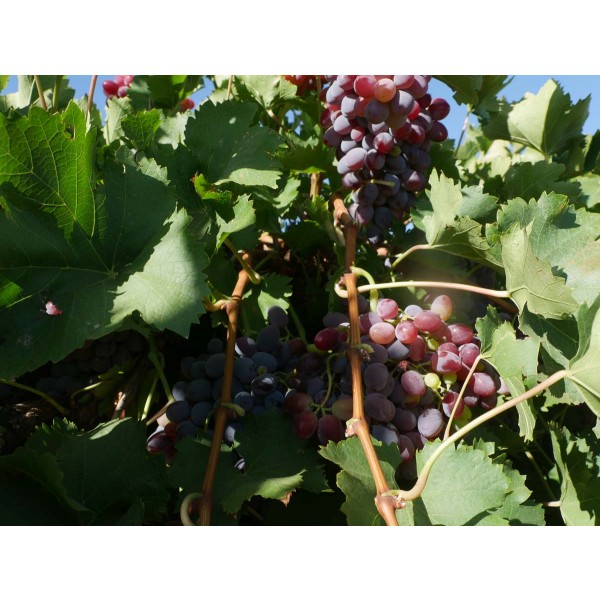 Purple Cornichon Field 2