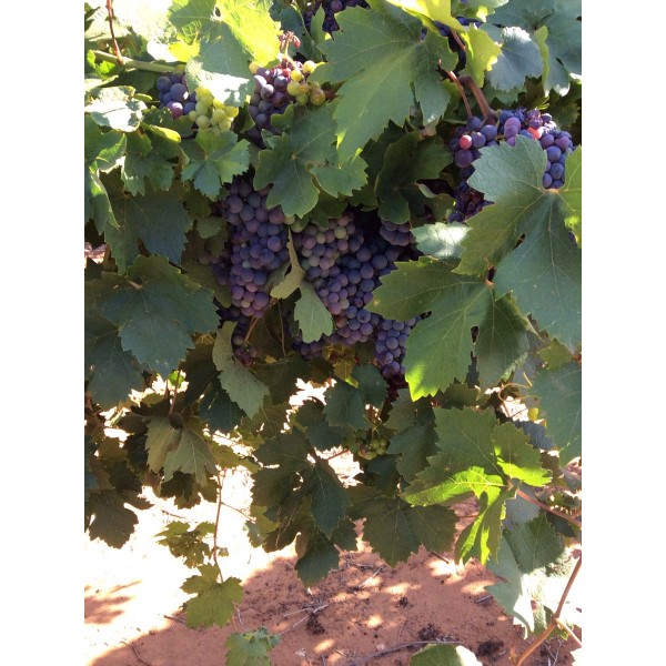 Primitivo di Gioia 1 Field